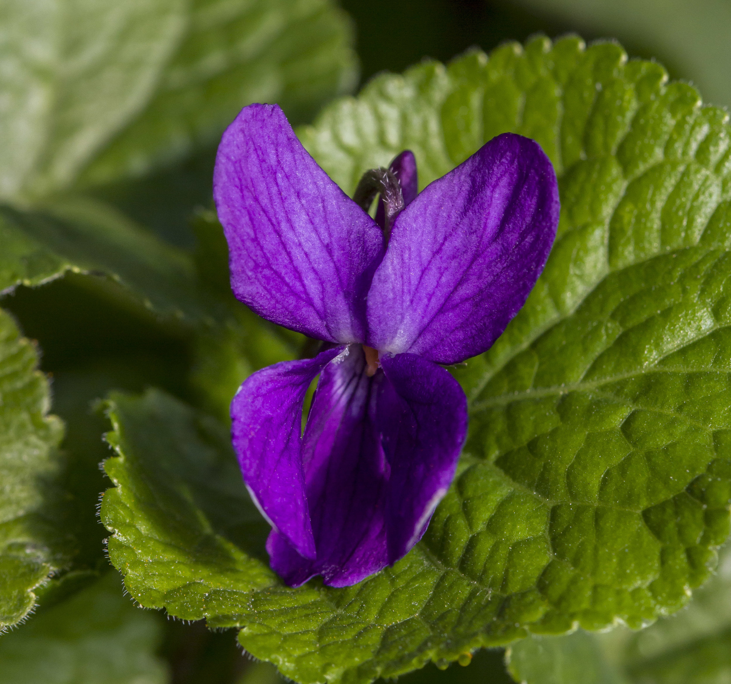 A fine example of herbal medicine.