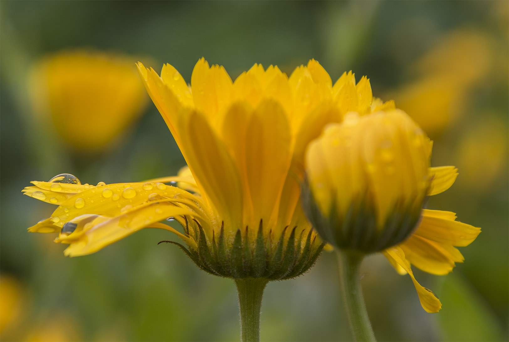 Calendula blooms readily play their summer sonata in time with the rising and setting of the sun.