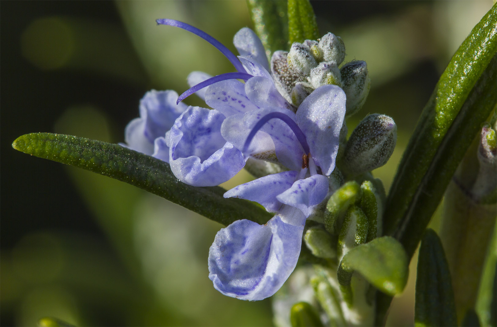 Uplifting and clarifiying, rosemary can perform a vital role in summer health.