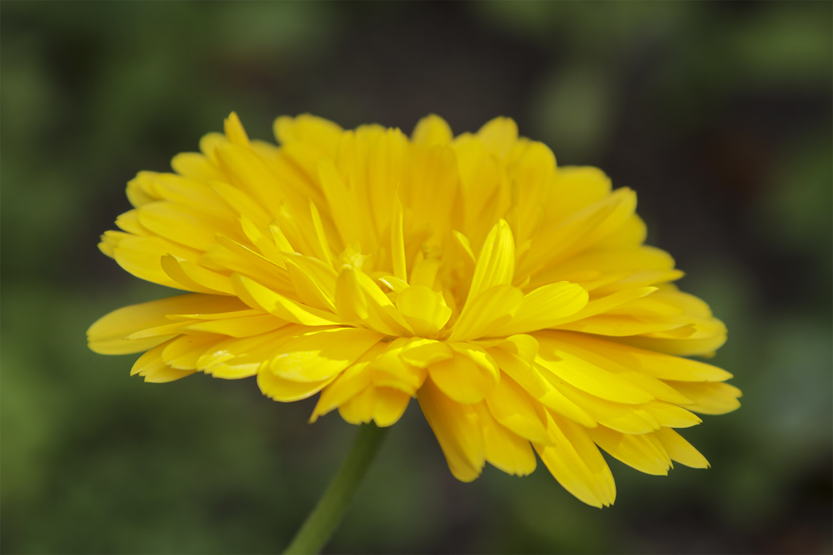 Our skin can benefit immensely from the healing action of calendula.