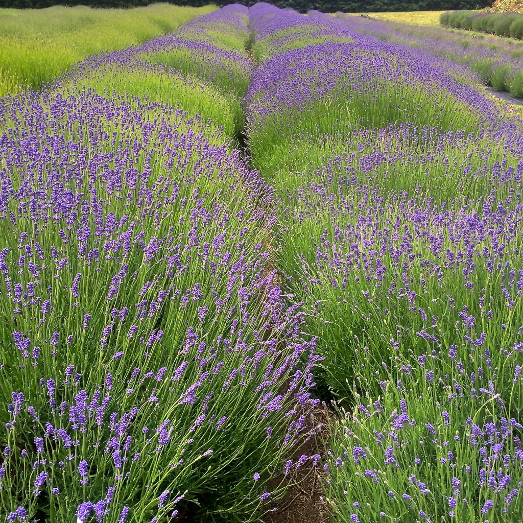 A field of lavender to aromatically transport ourselves into relaxation.