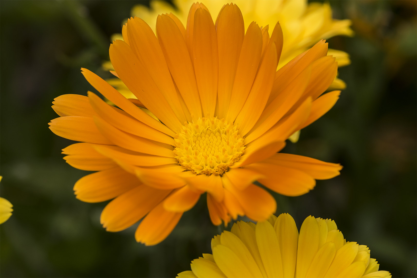 Golden medicine internally and externally.