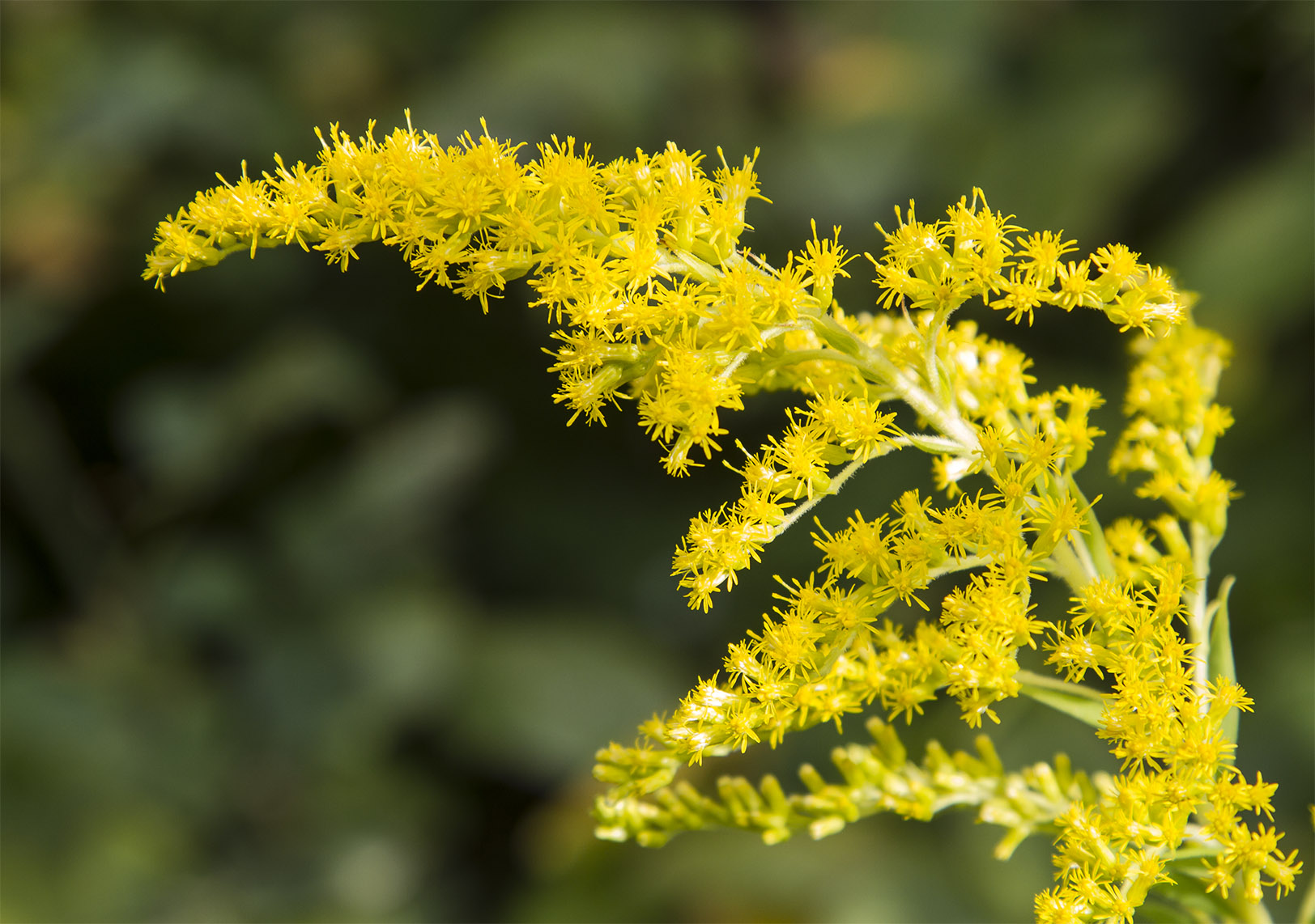 Goldenrod performs her autumn adagio dance.