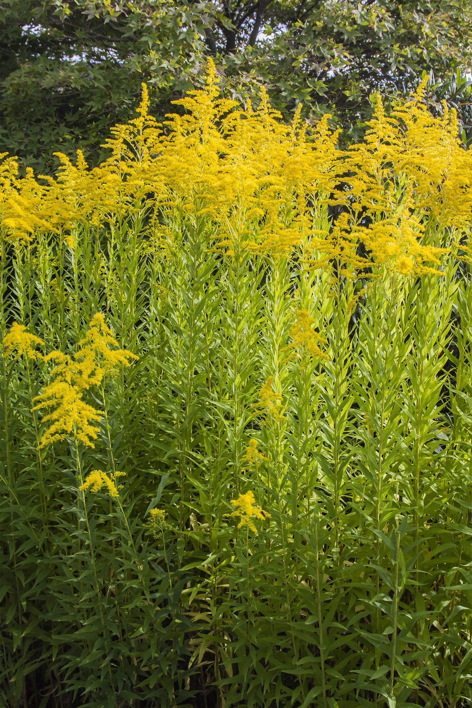A herbal forest of Goldenrod; a harmonious haven for insects and bees.