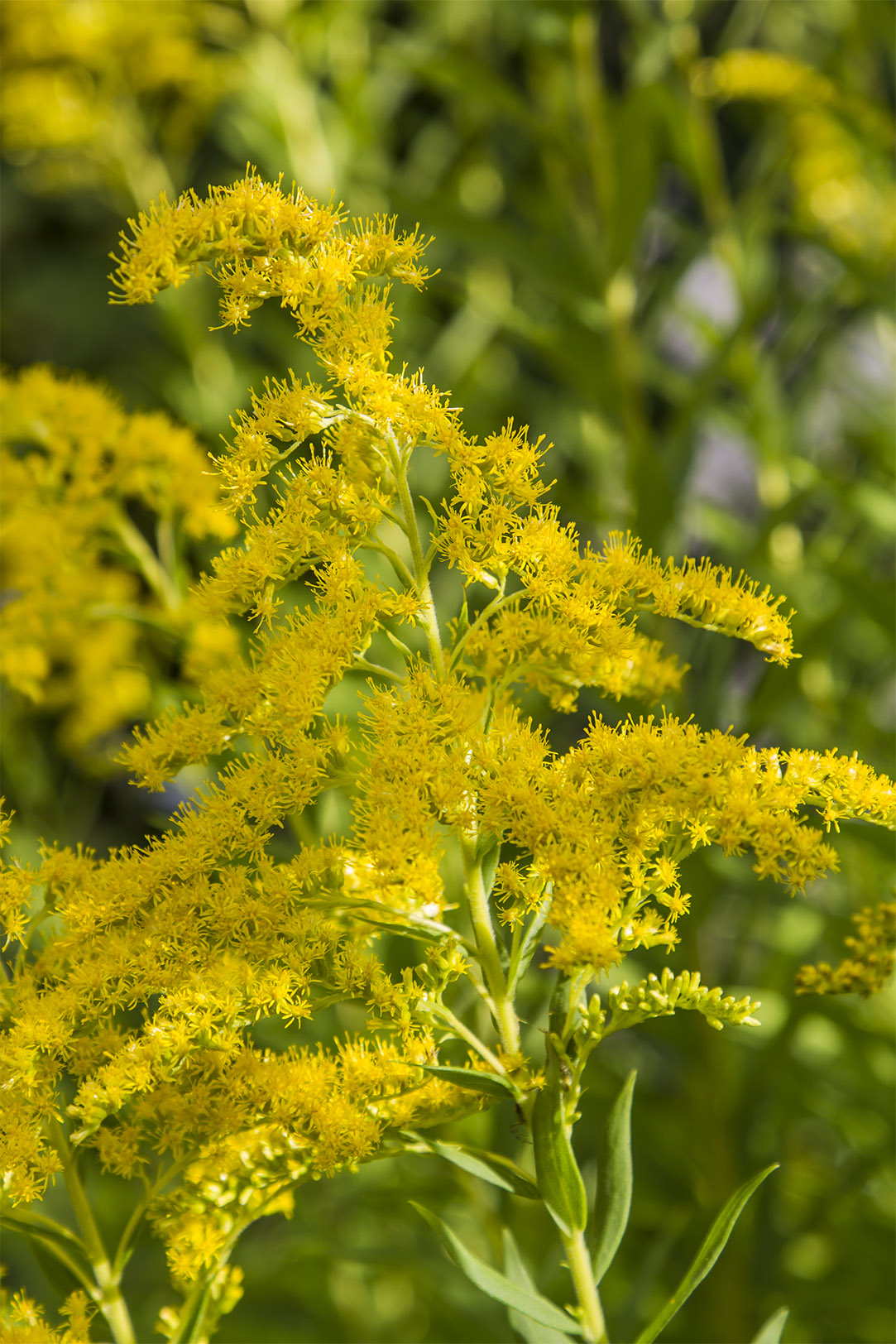 Harvest the golden glory when some of the tiny flowers are open, but not all.