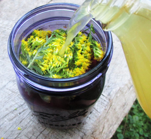 Immersing Goldenrod aerial parts, a cider tonic in the making.