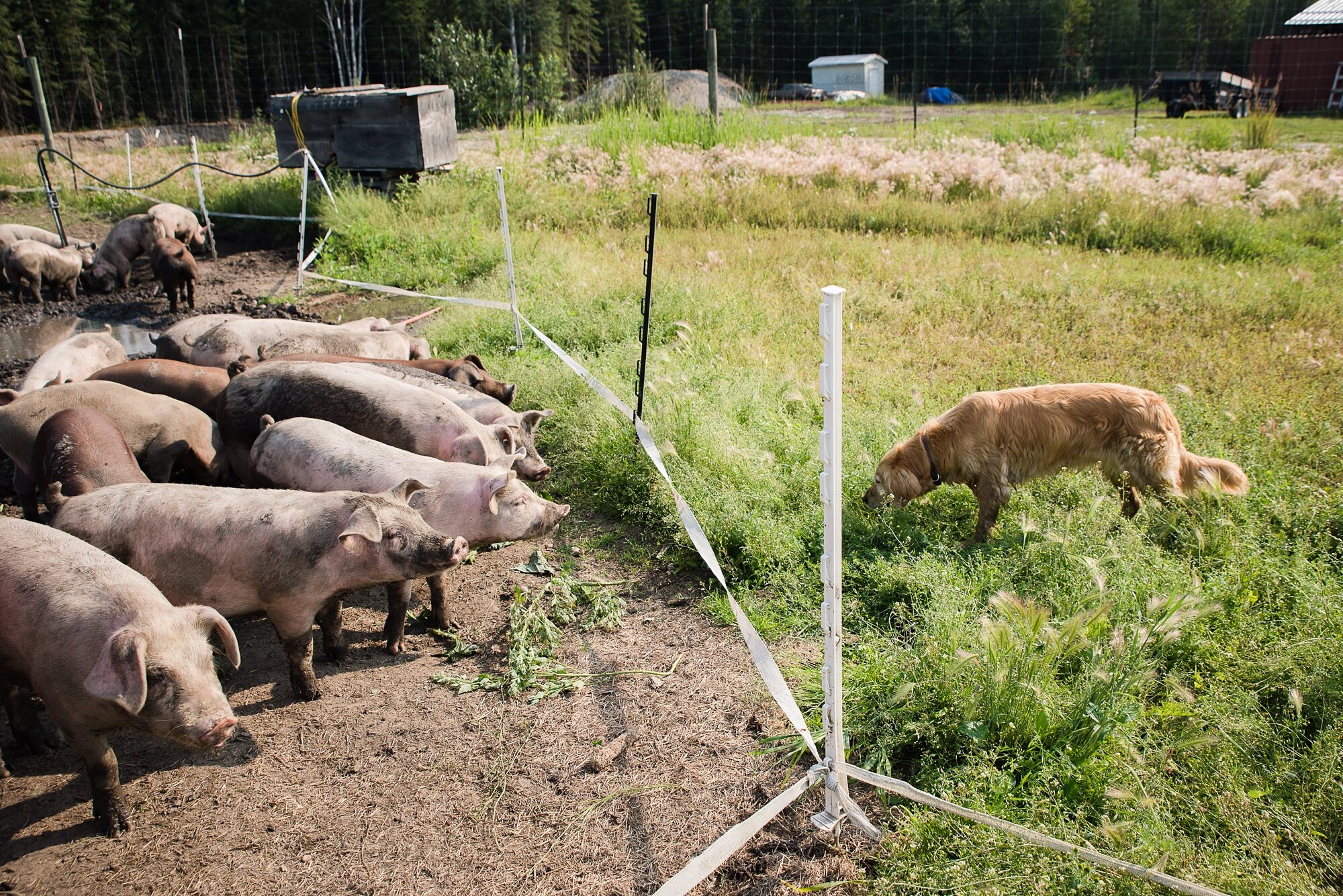 snout to table visura_0006.jpg