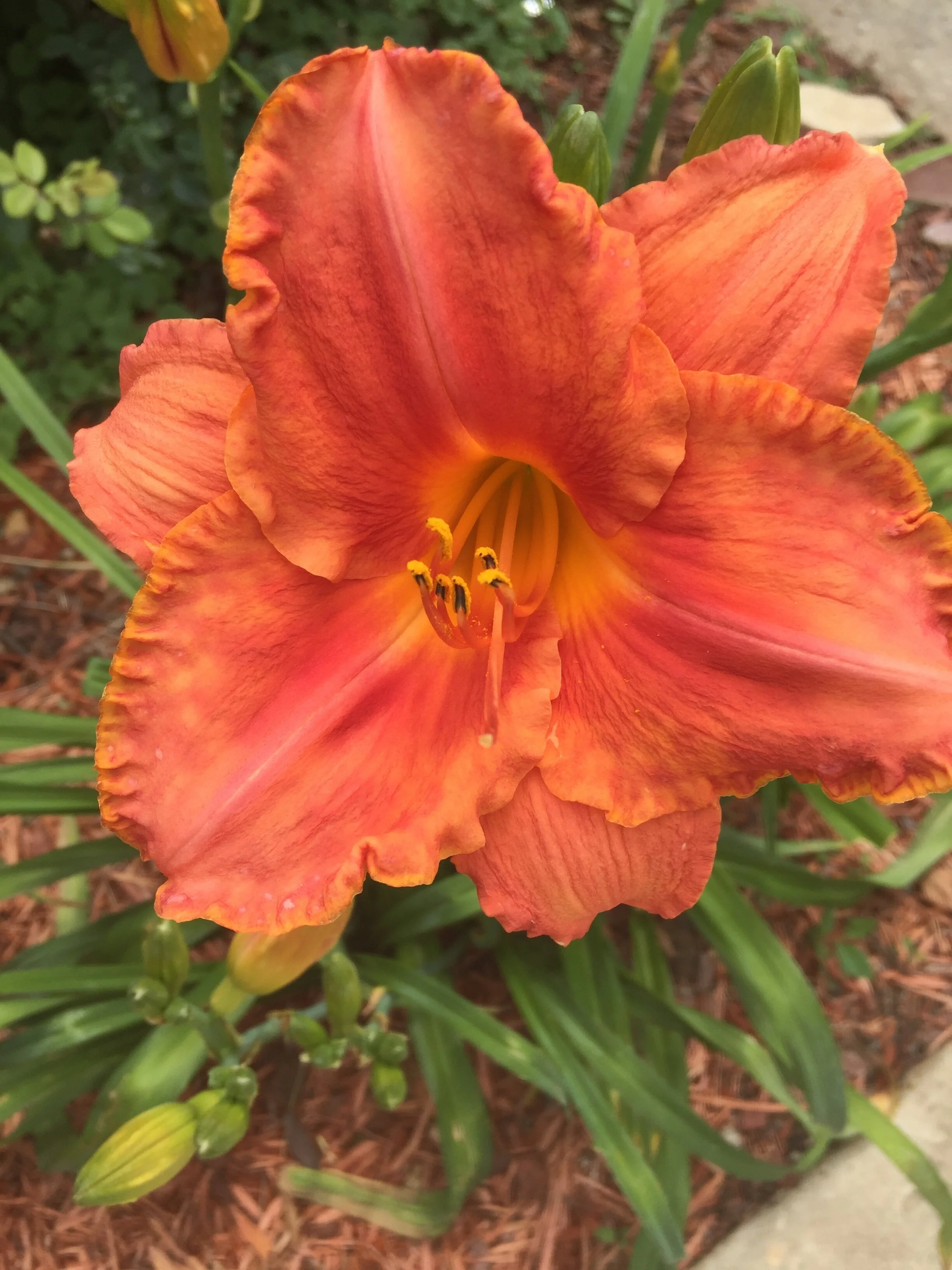 The Lily and The Rose Rootsong Treatment Spring 2026