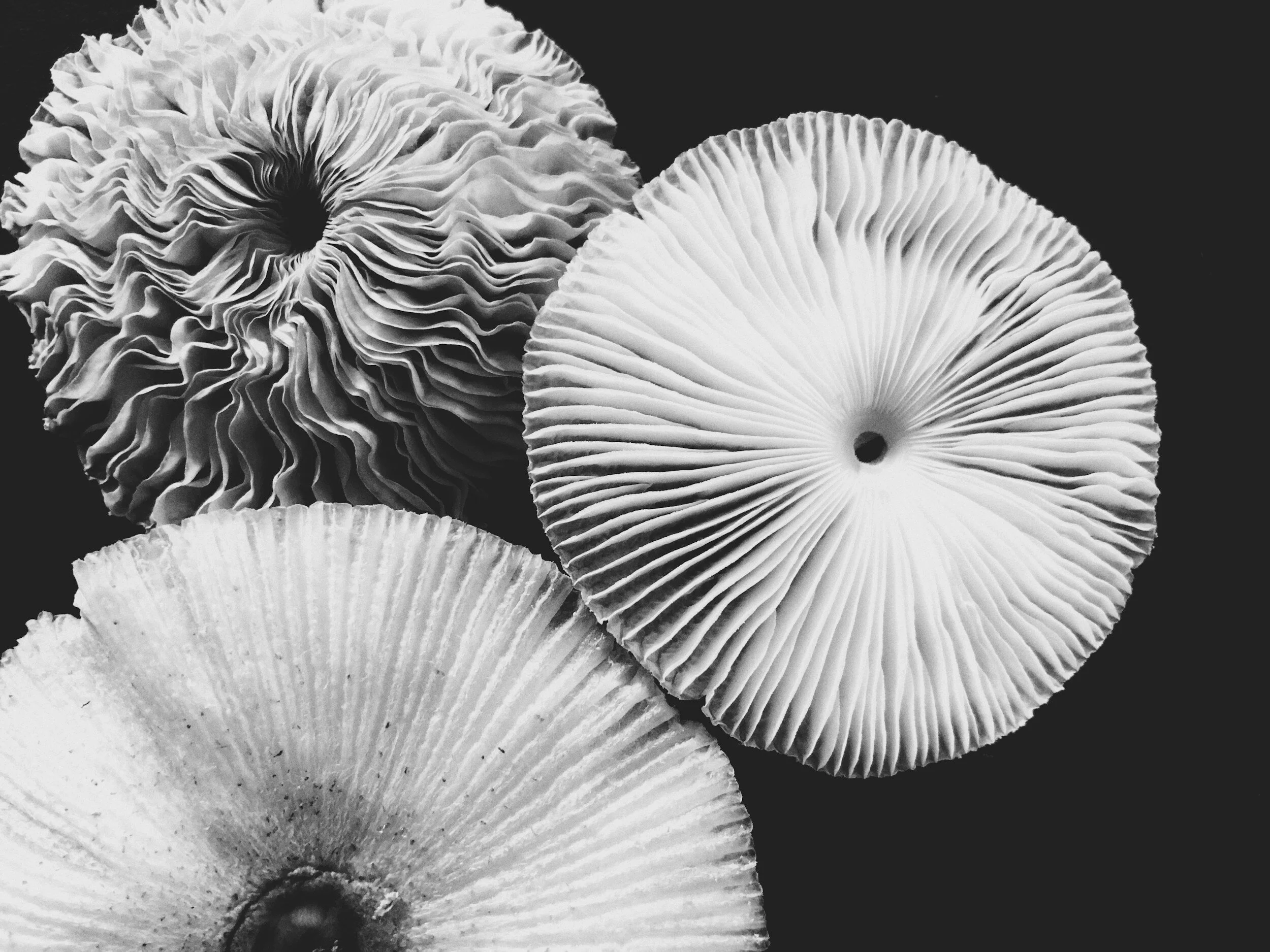 The mushroom that changed my life