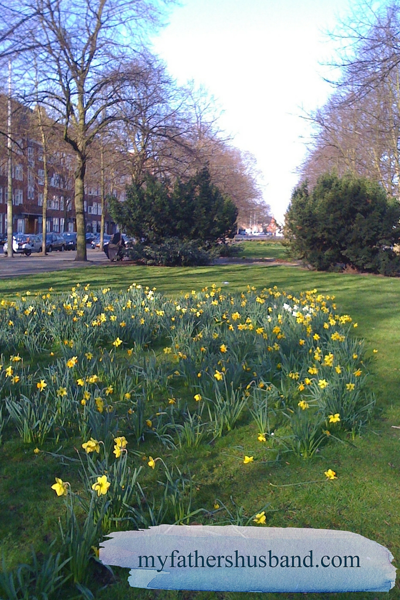 Daffodils in bloom on Amsterdam's Churchillaan