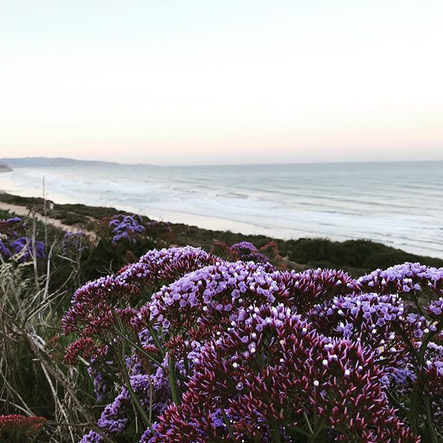 Start your day off right and the rest will follow
#balance #breathe #sunrise #findbeauty #beauty #lifeincolor
.
.
.
#worklife #worklifebalanced #worklifebalance #sundays #sundaymornings #morningvibes #inspiration #deepbreaths #ocean #oceanview #ladyb