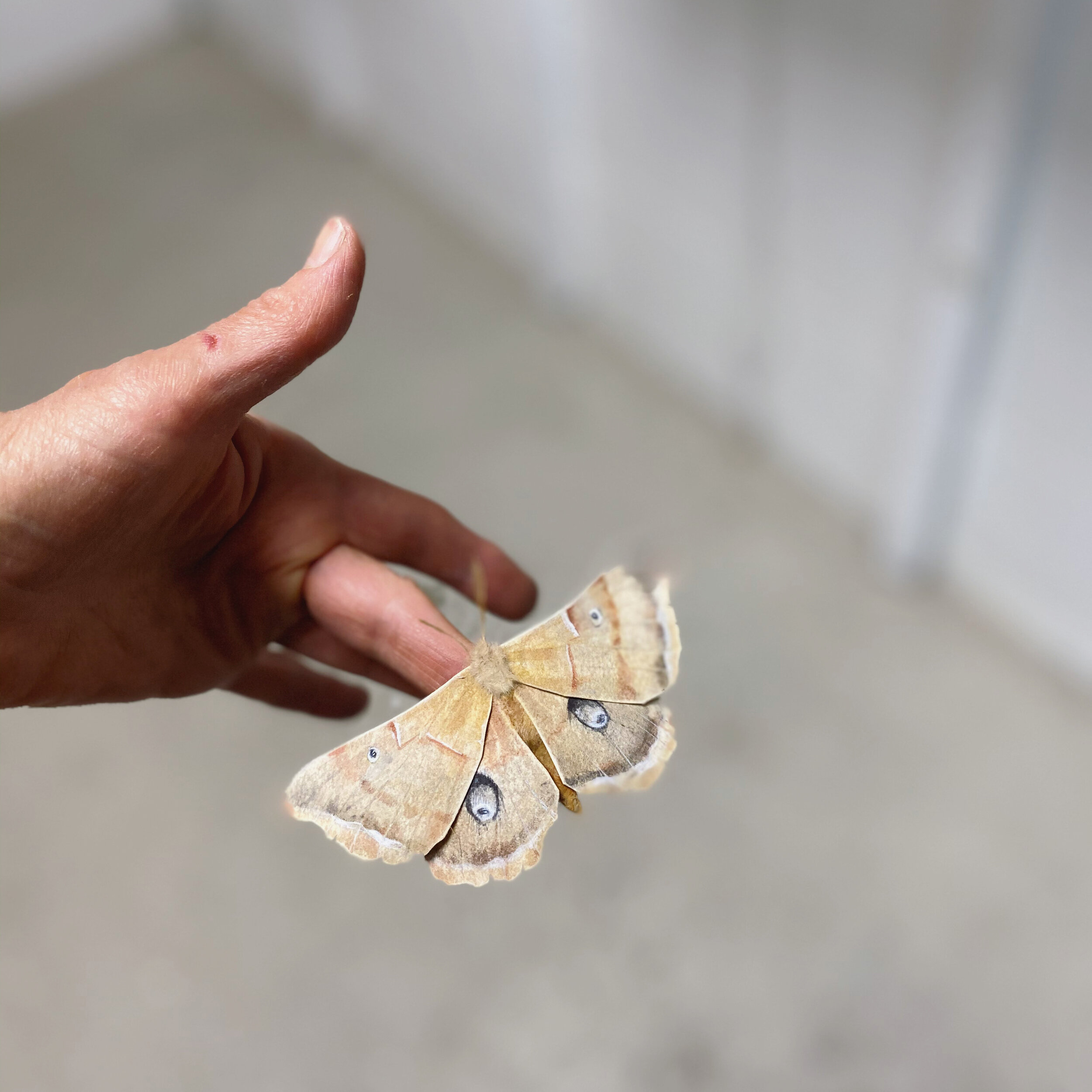 Lesley Kendall Moth created with paper, life -sized, 2020.JPG