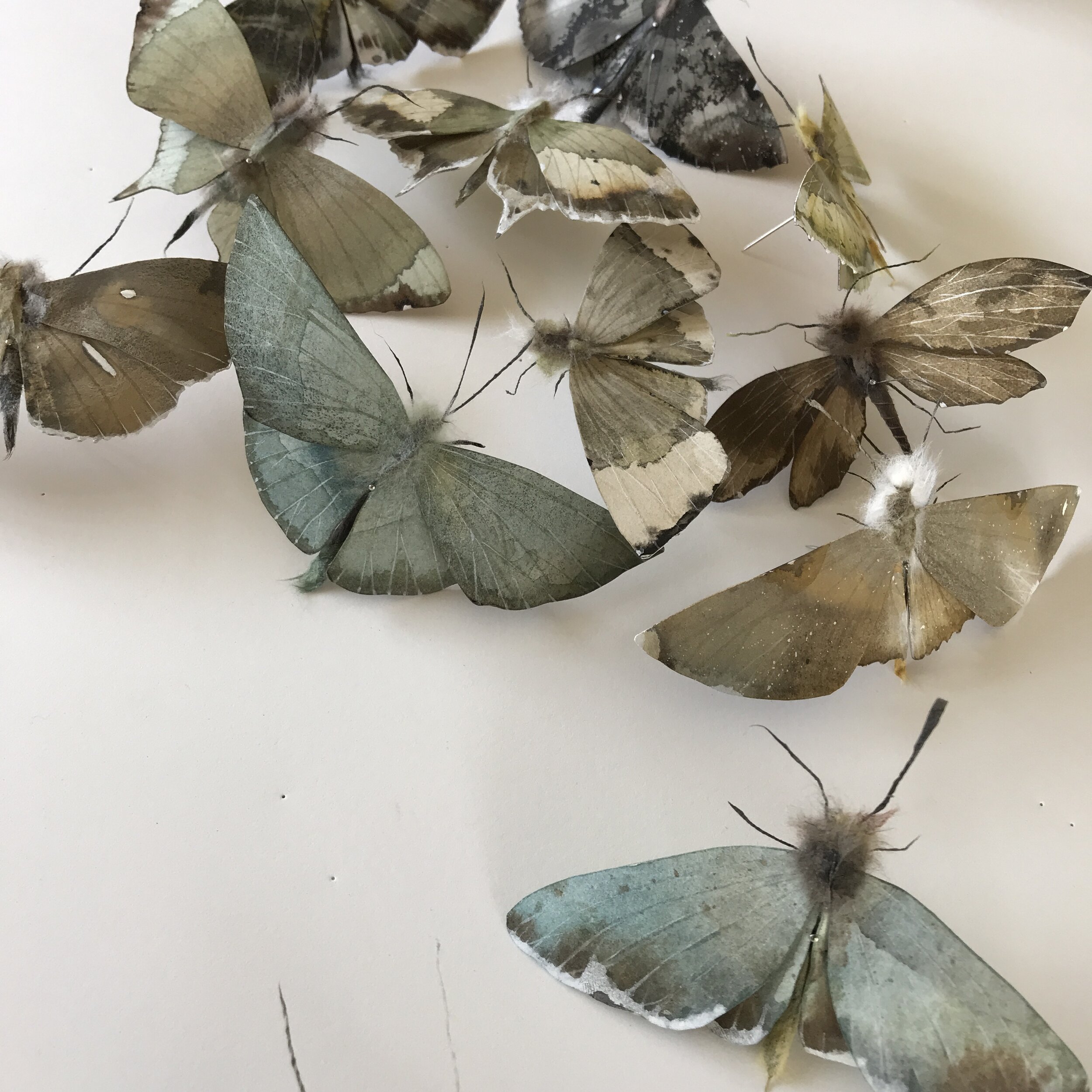 Lesley Kendall , Moths created with Paper, lfe size, 2019.JPG