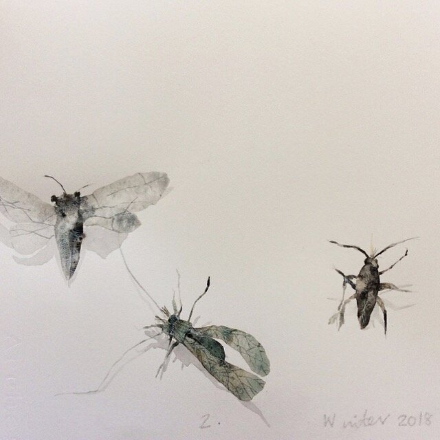6. Lesley Kendall. Painted insects.JPG