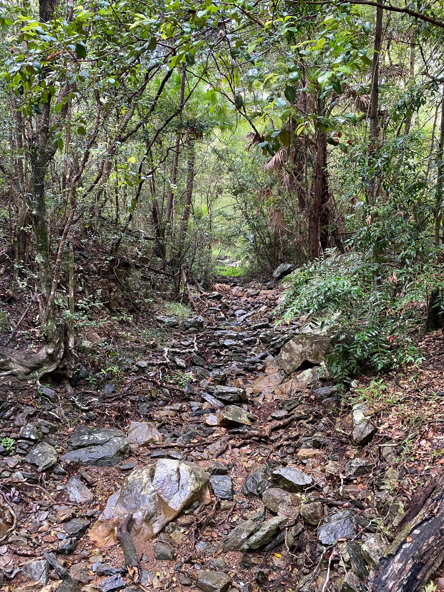 IMG_8013.jpg