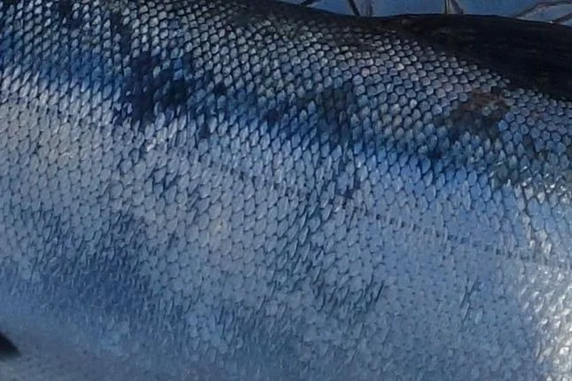 DSC02632crop.jpg