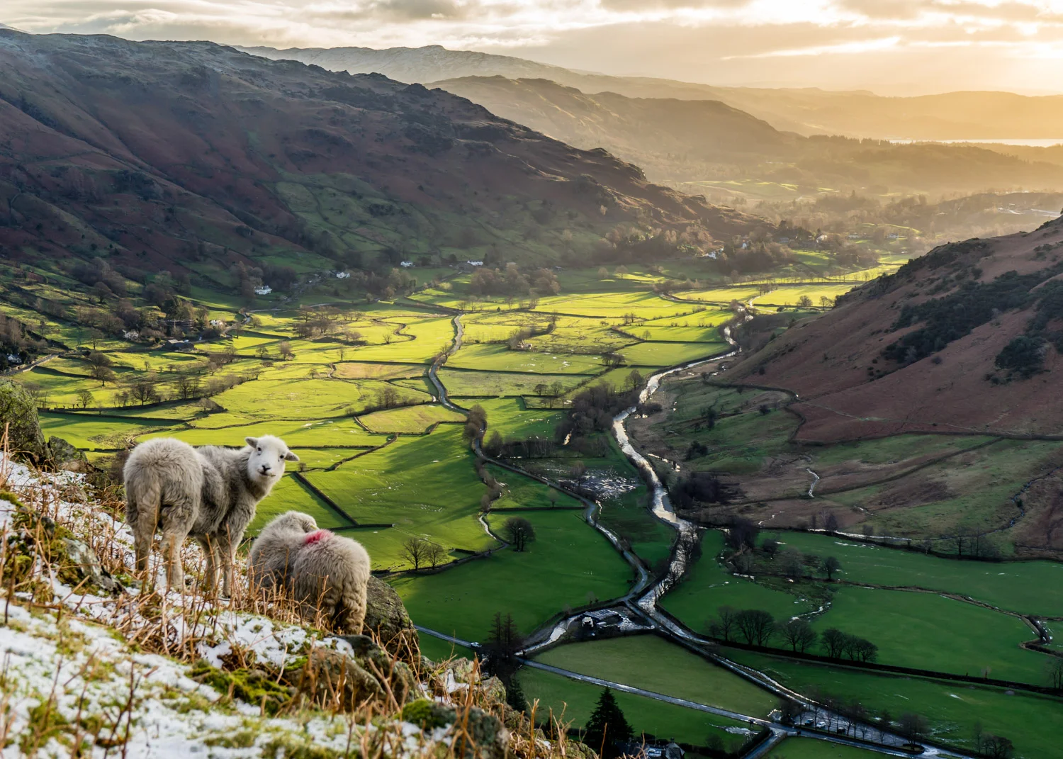 langdale_herdwick.jpg