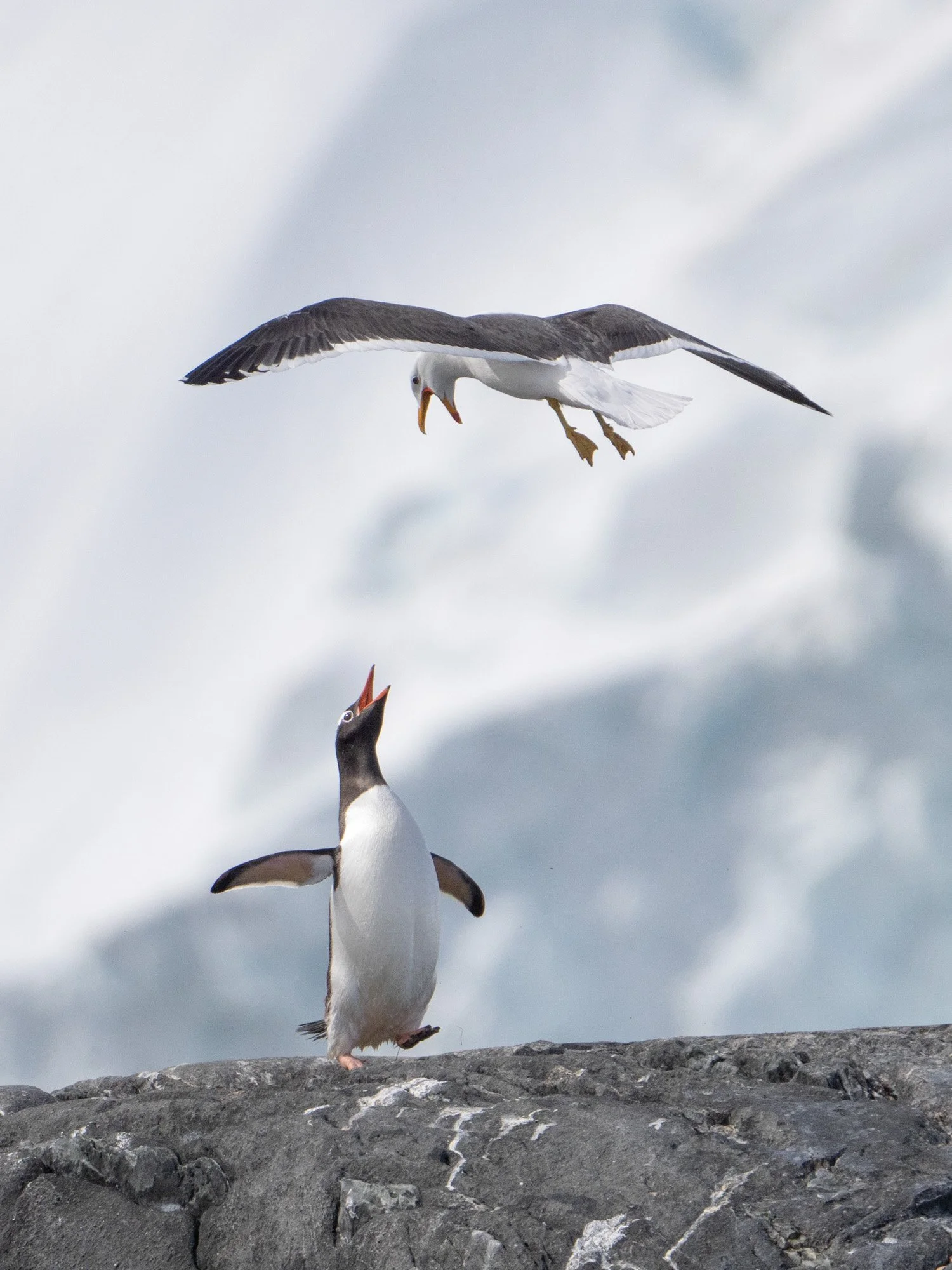 Antarctica-Wildlife-2023-8.jpg
