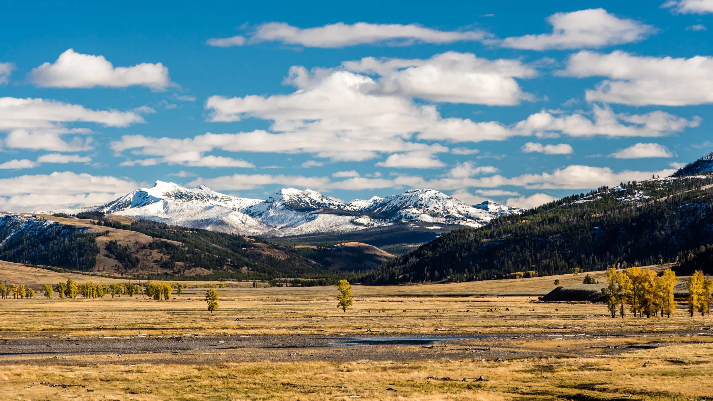 YF_FILMS_WILDLIFE_WEB_01 (1 of 1).jpg