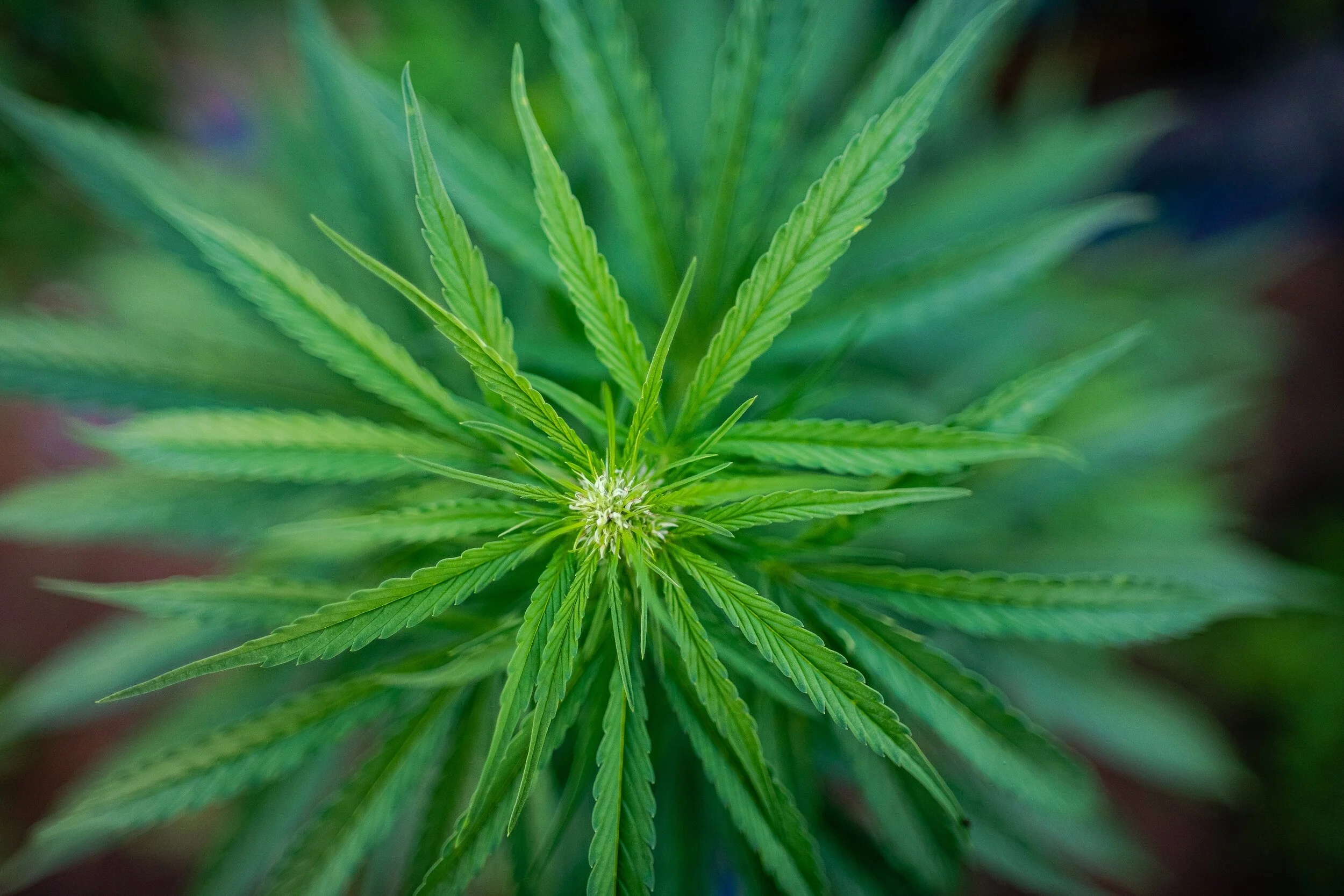NEHC_FLOWER_FORWEB.jpg