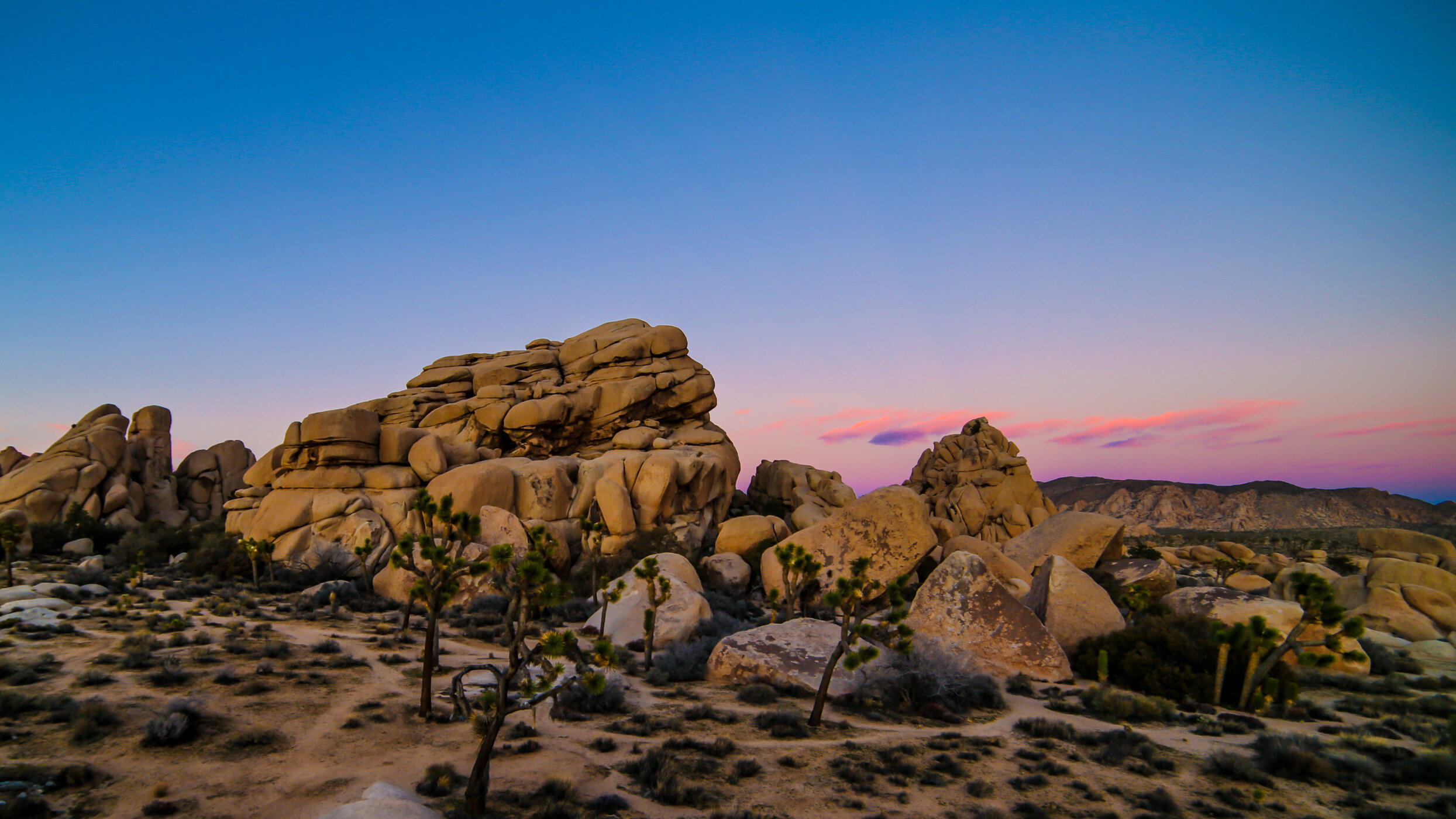 JOSHUATREE (1 of 1).jpg