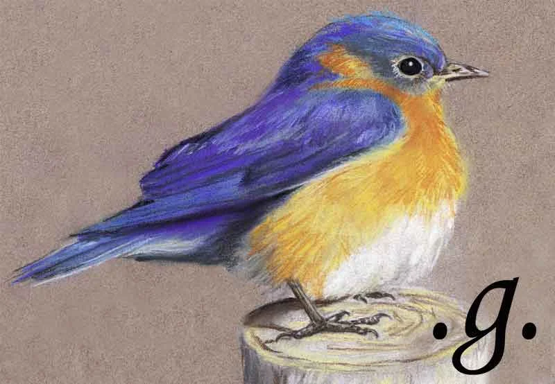 little-blue-bird-doc-40005-copy.jpg