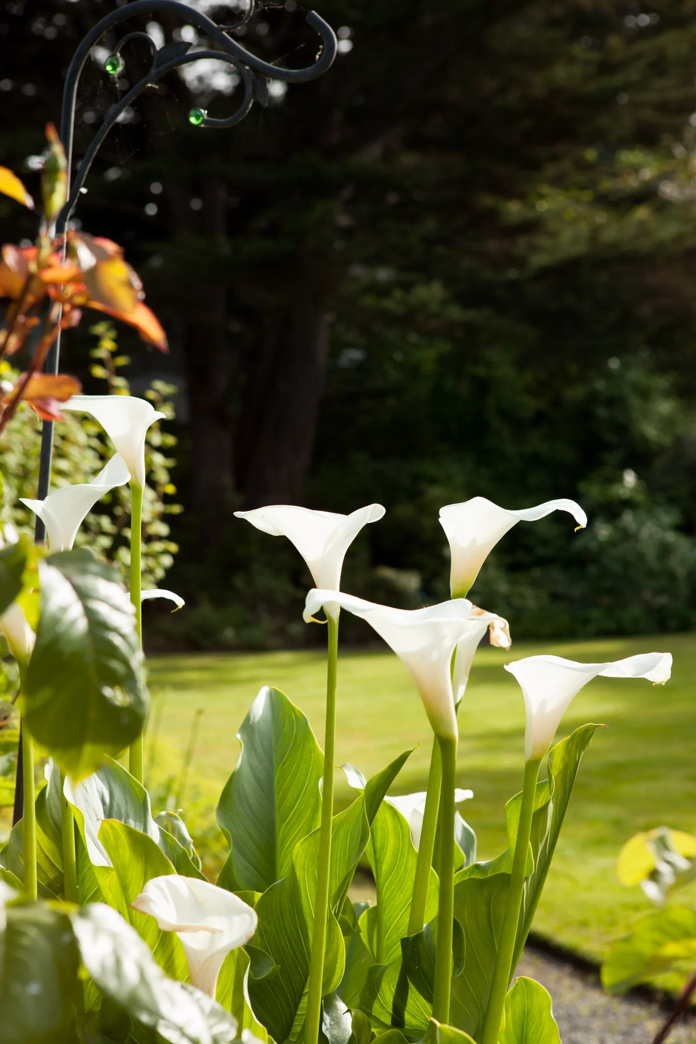 ManonTremblayGardenDesign-76-Edit.jpg