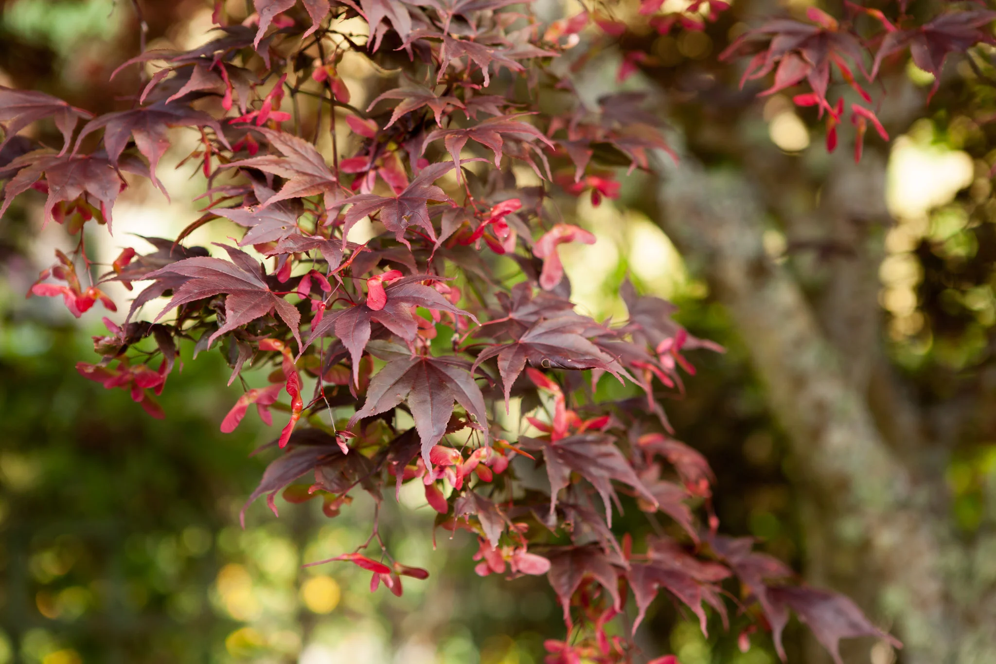 ManonTremblayGardenDesign-239.jpg