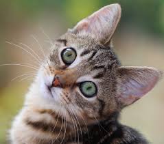 Pensar Penetración Enciclopedia Sabías que hay una website para escuchar el ronroneo de un gato? —  A.C.S.E.S.O