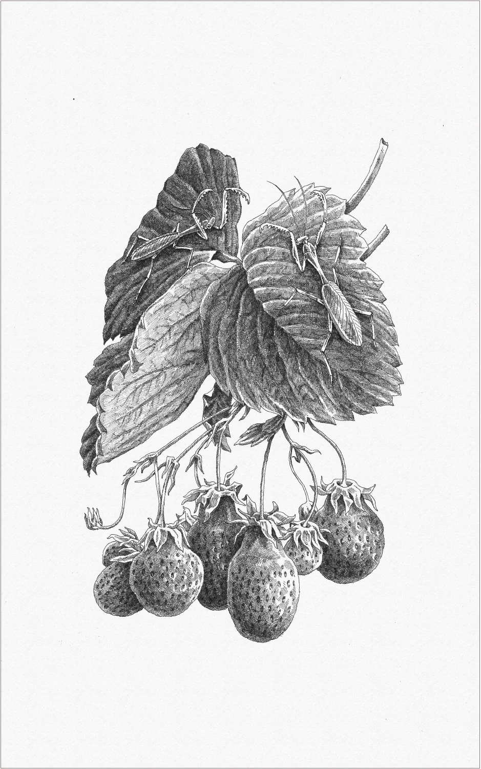 MANTEFRAISE-72DPI.jpg