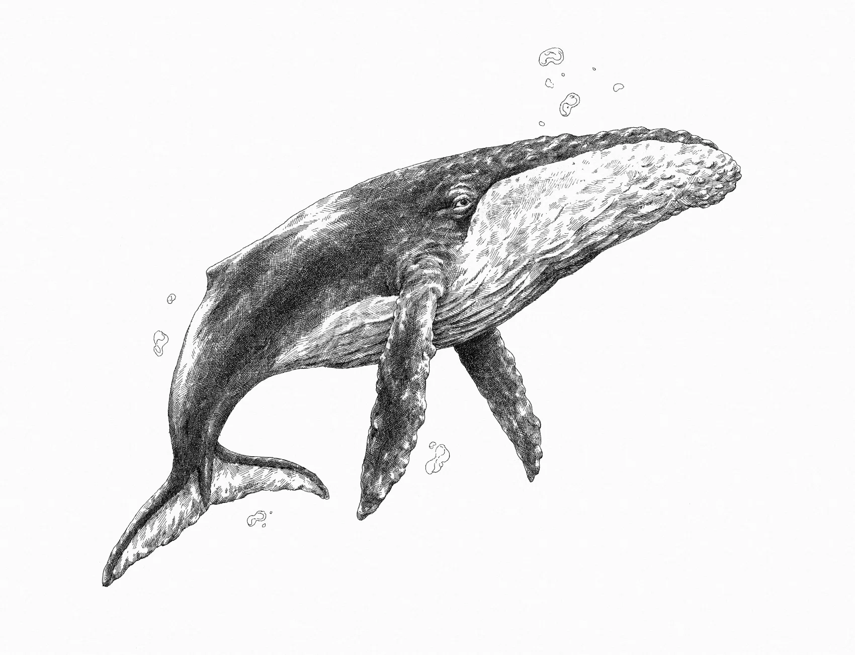 Whale-Mira.jpg