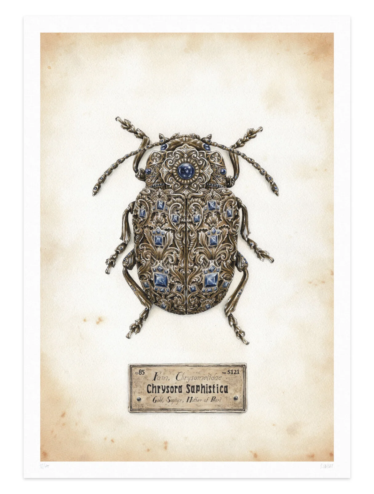CHRYSORA-SAPHISTICA-MEAb.jpg