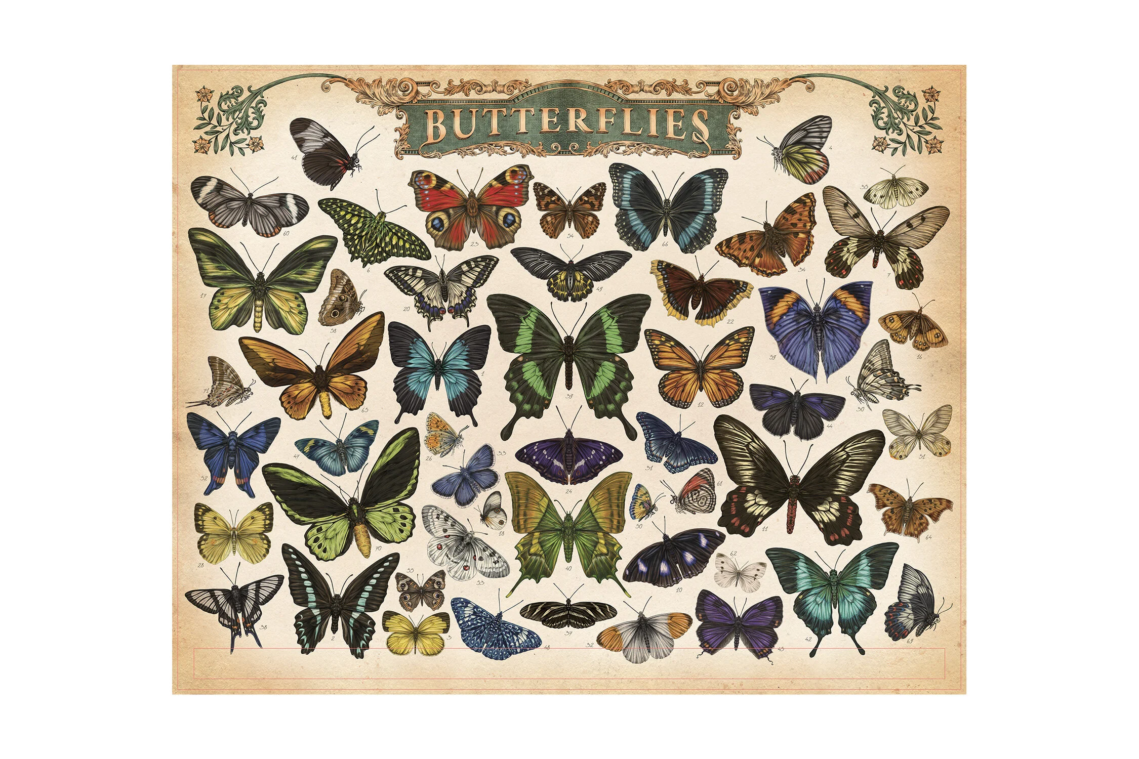 MEAall_BUTTERFLIES2.jpg