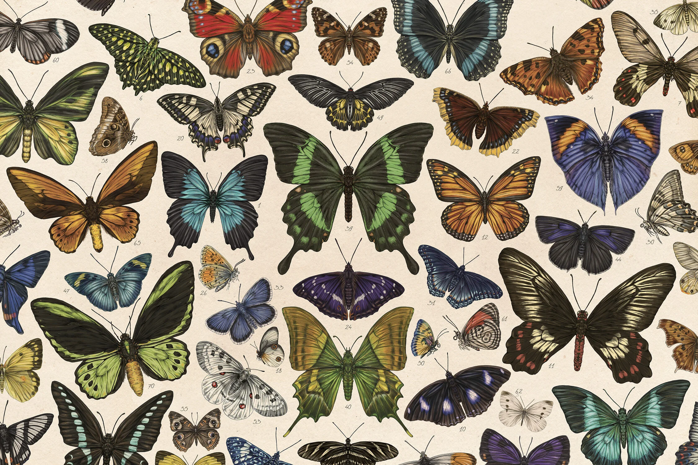 MEAall_BUTTERFLIES3.jpg