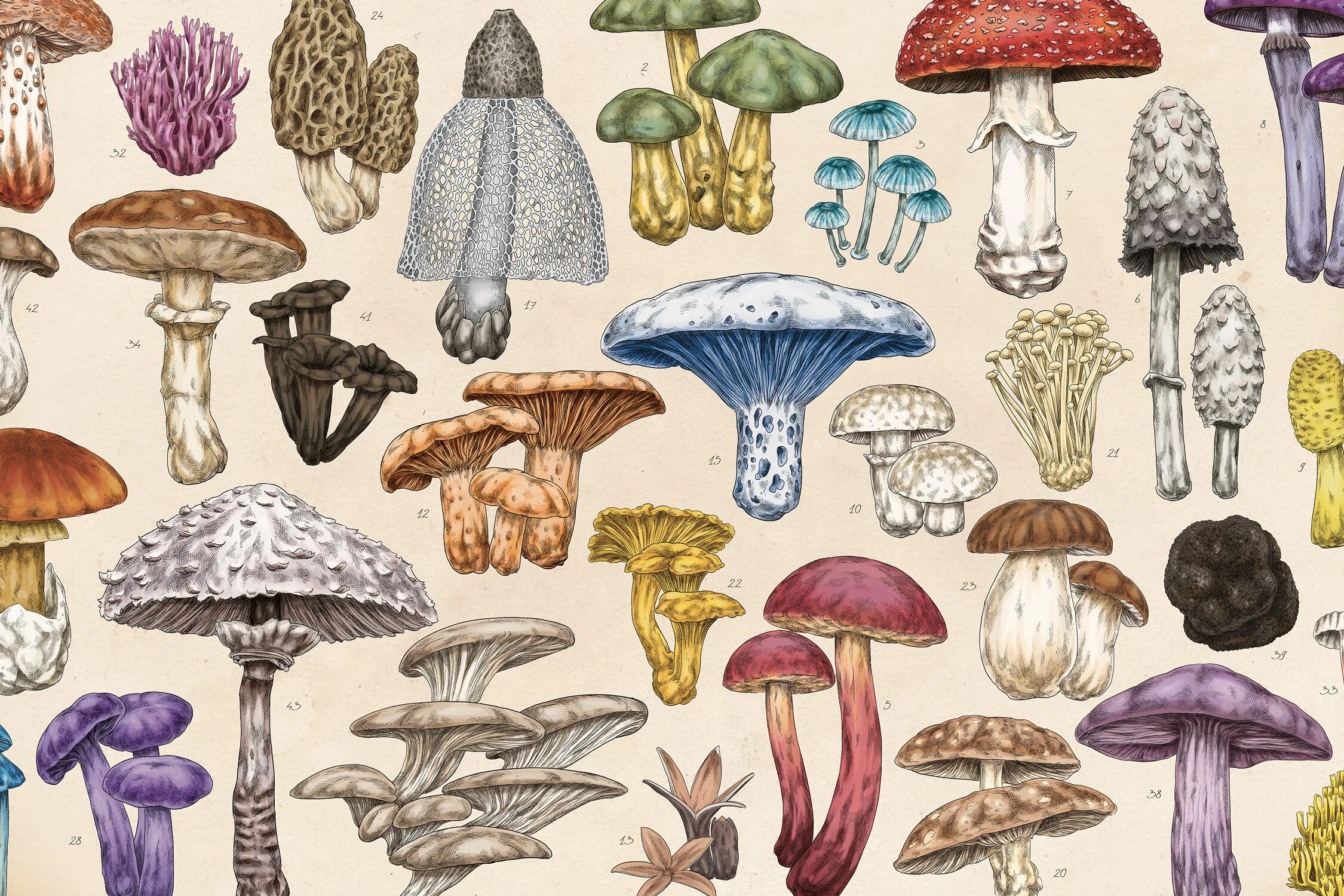 MEAall_MUSHROOM3.jpg