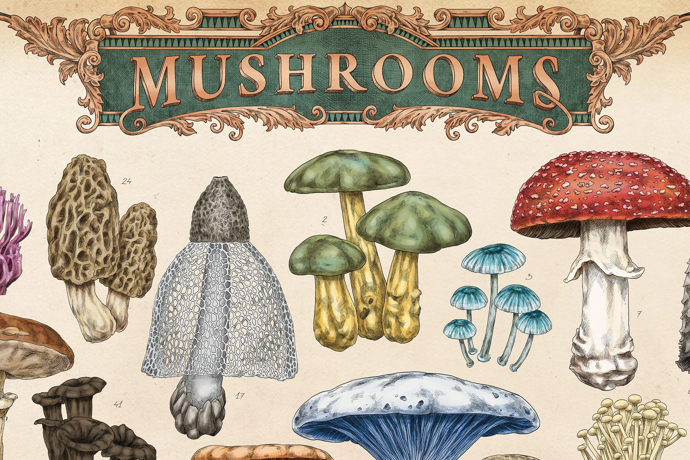 MEAall_MUSHROOM1.jpg