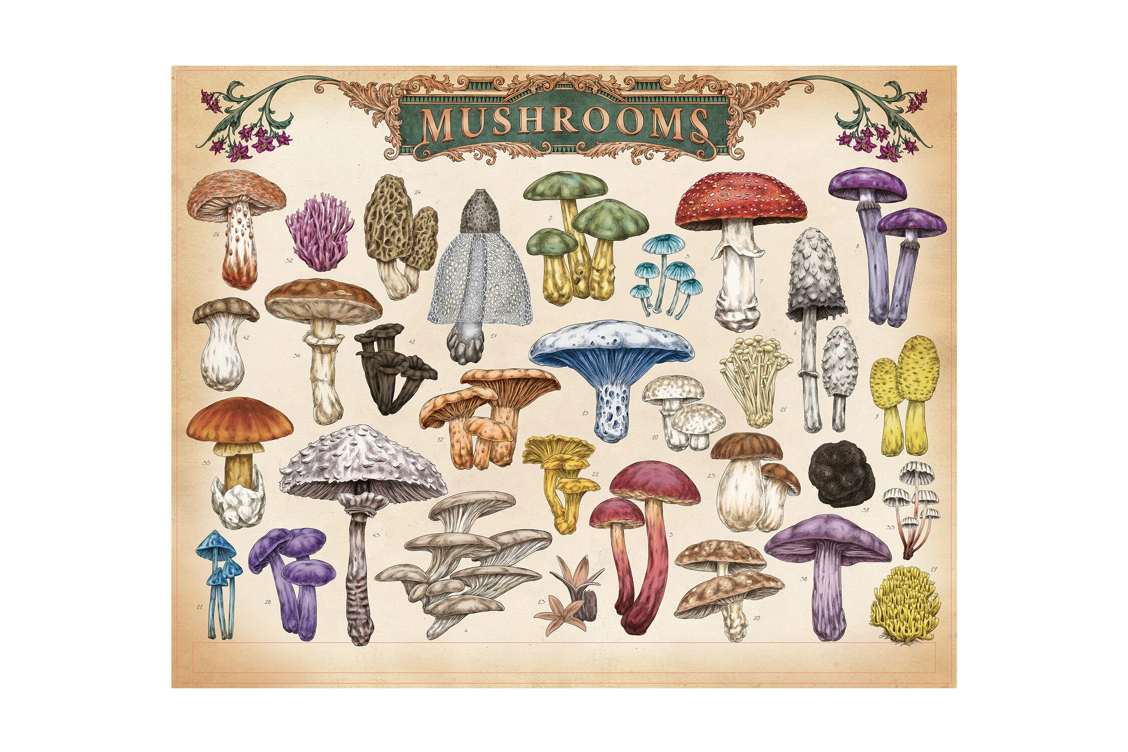 MEAall_MUSHROOM2.jpg