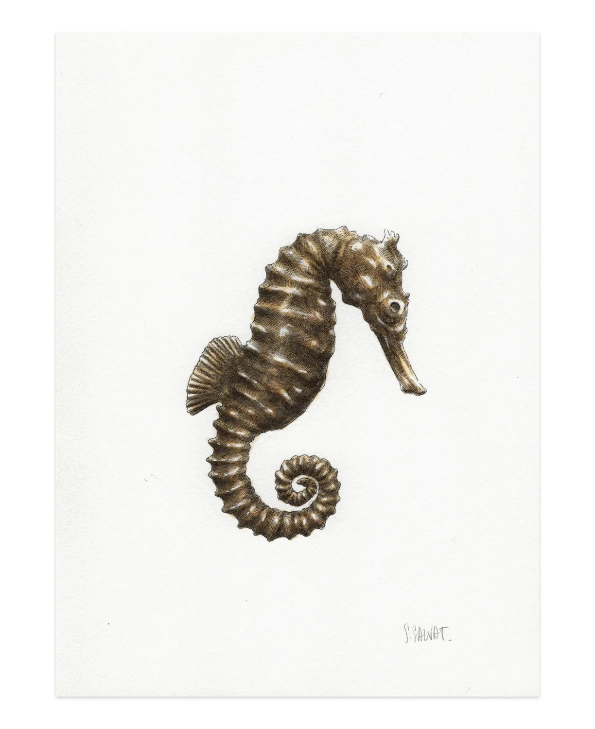 HIPPO_SEAGOLD-2_20x14,5cm_MEA.jpg