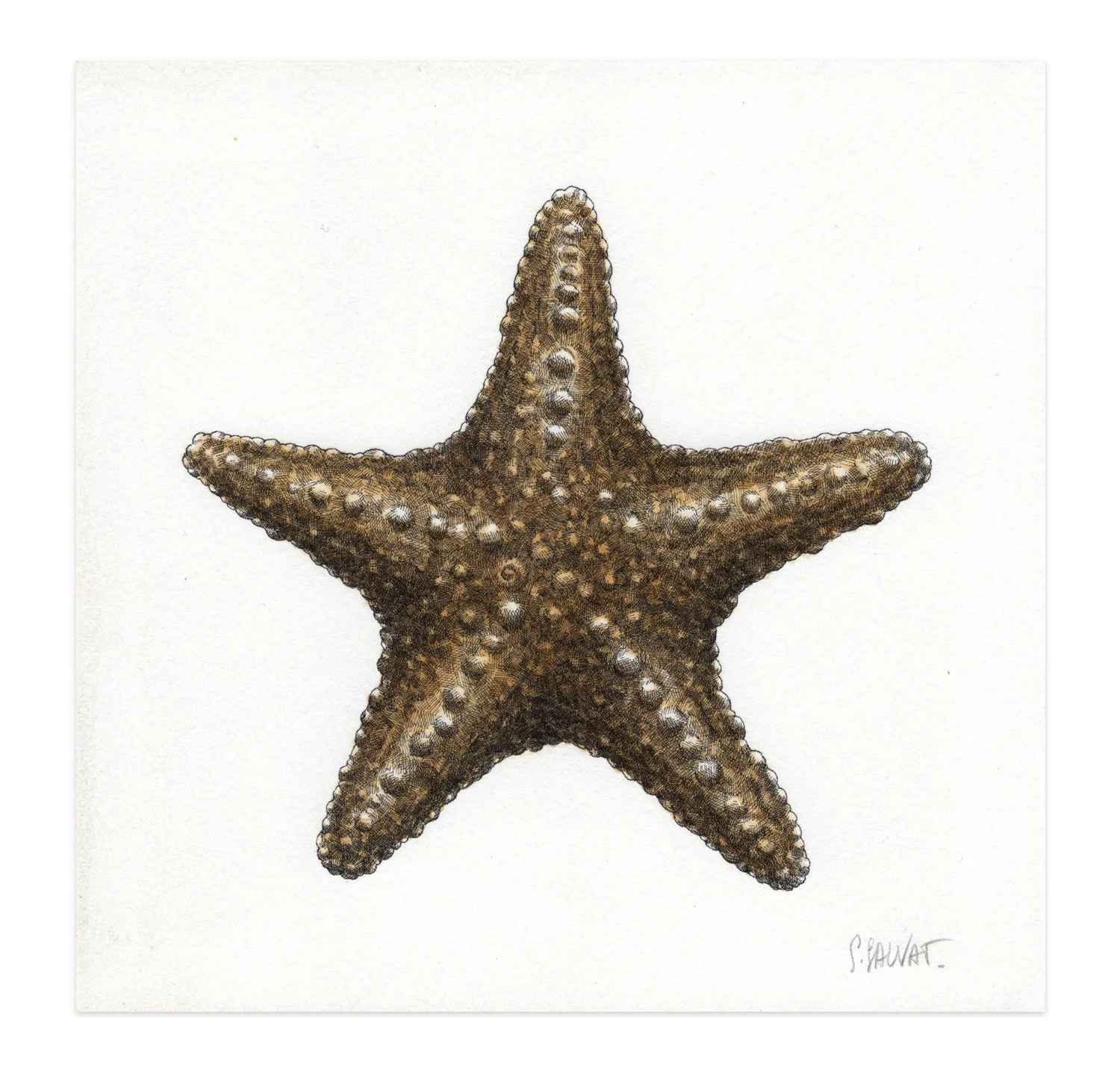 STARFISH_SEAGOLD-2_15x15,5cm_MEA.jpg