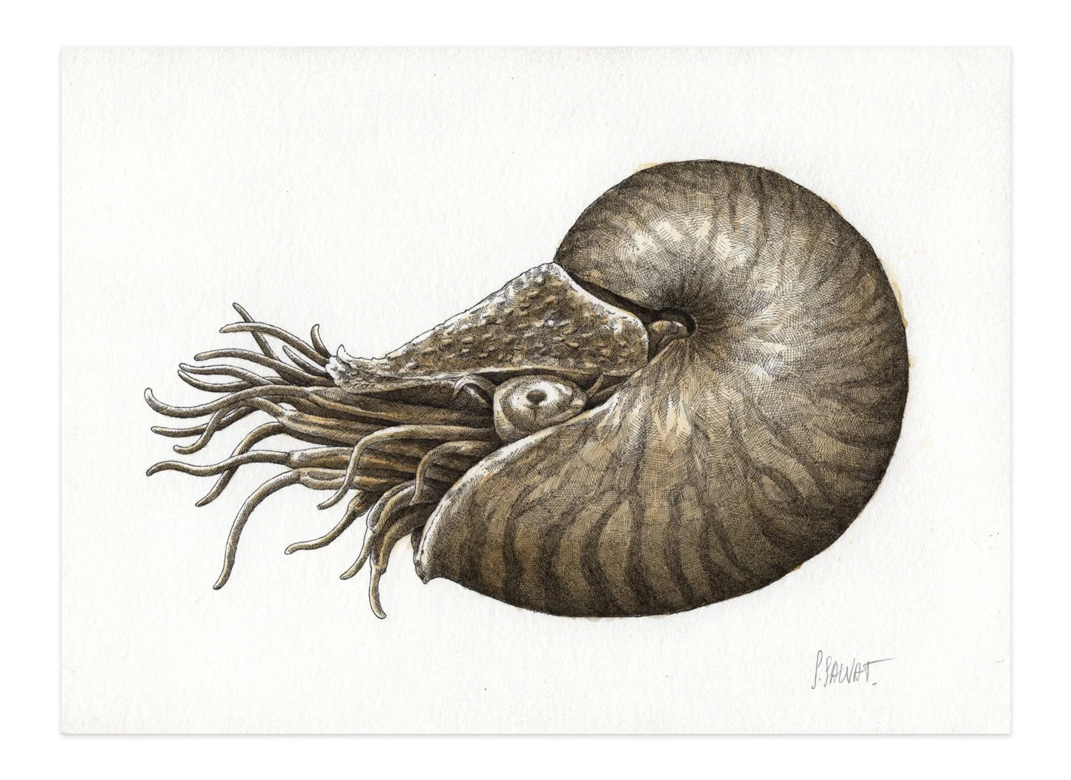 NAUTILE_SEAGOLD-2_20x14,5cm_MEA.jpg