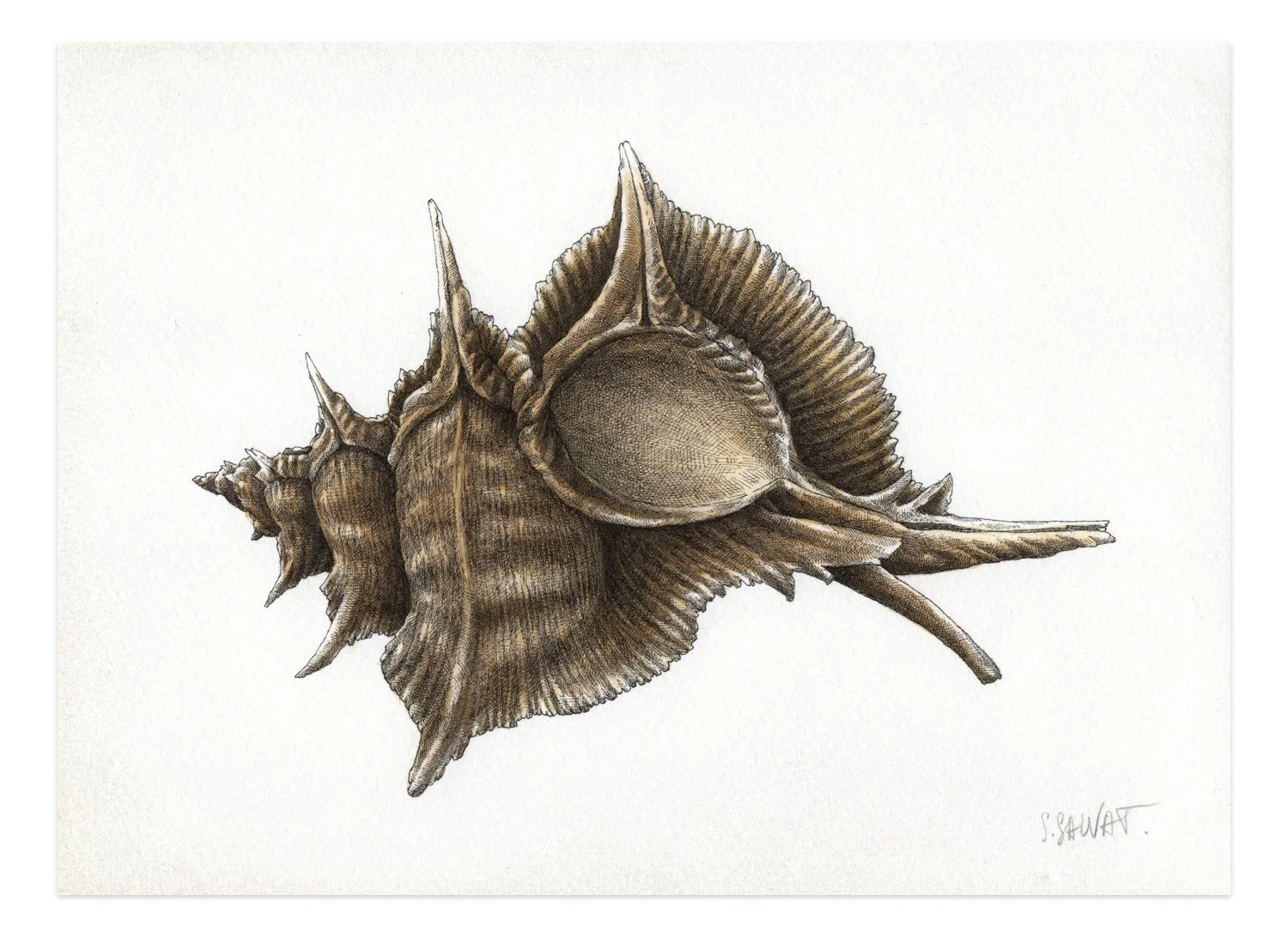 COQUILLAGE_SEAGOLD-2_20x14,5cm_MEA.jpg