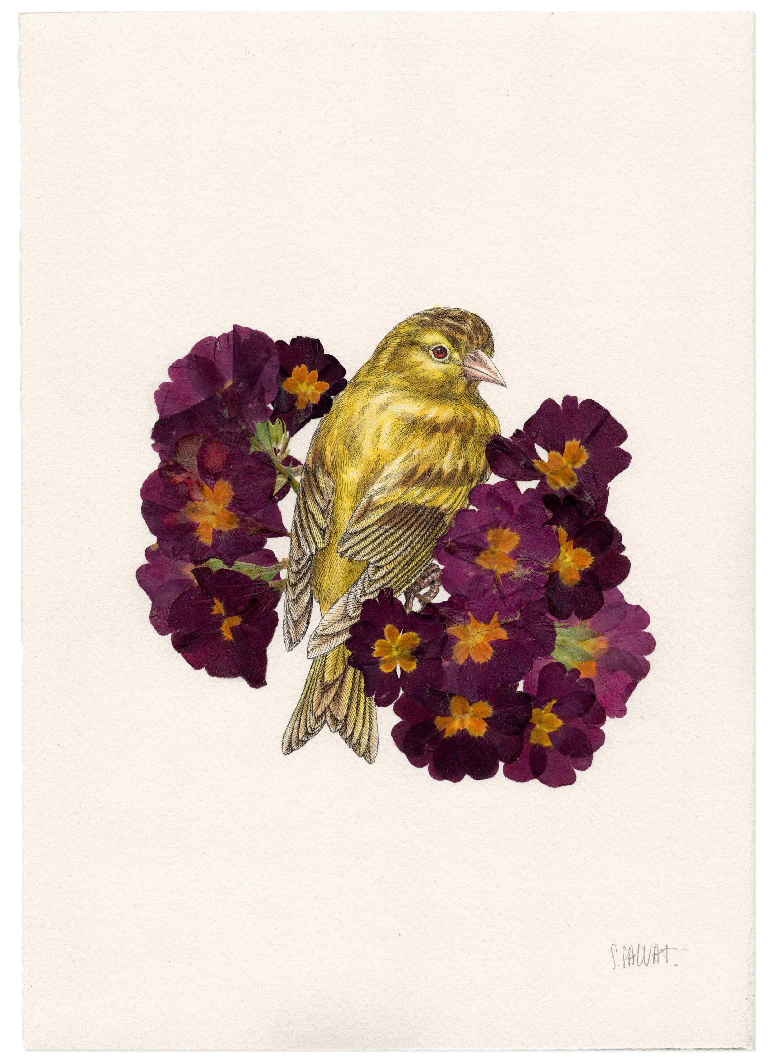 CANARI-PRIMEVERT_72DPI.jpg