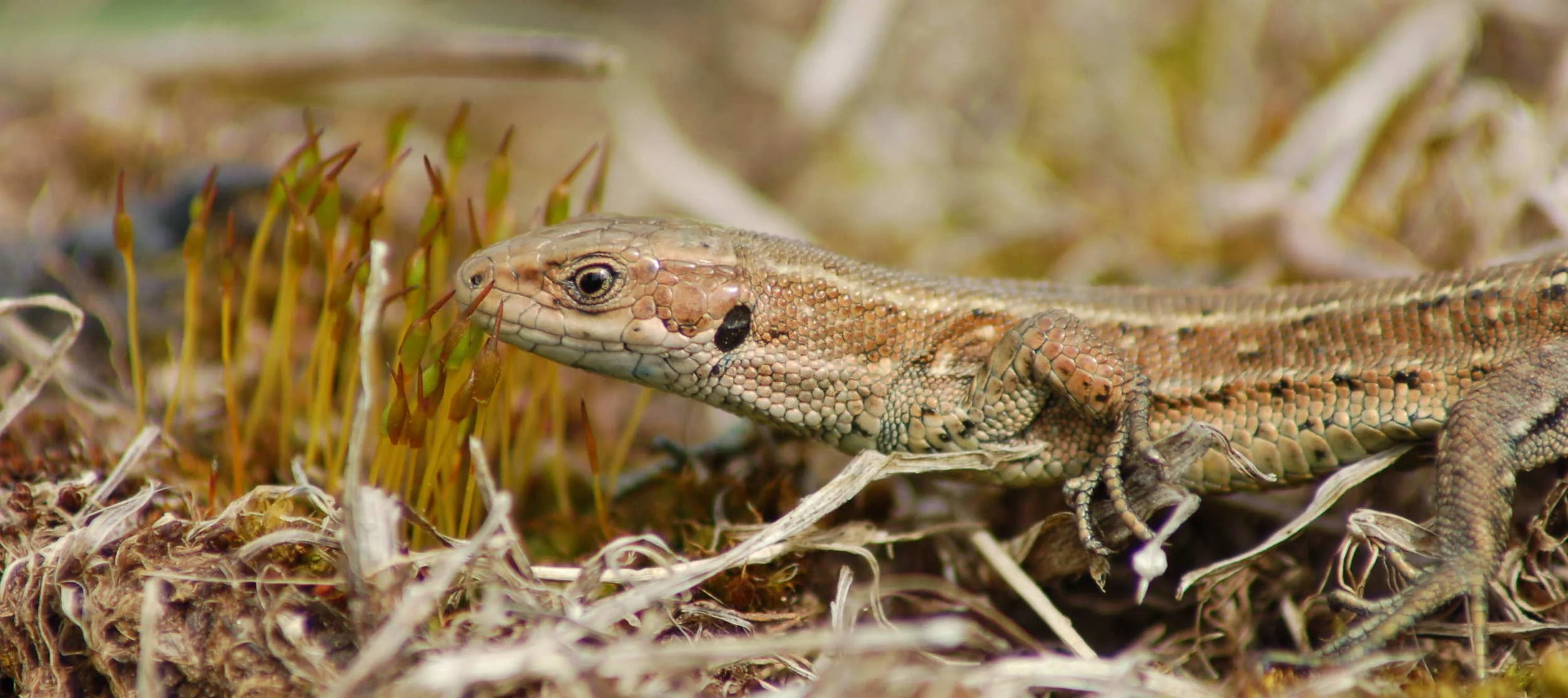 Reptiles — BiOME Consulting