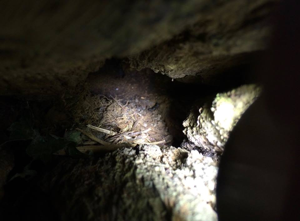 Photo: A single bat dropping within the above rot hole
