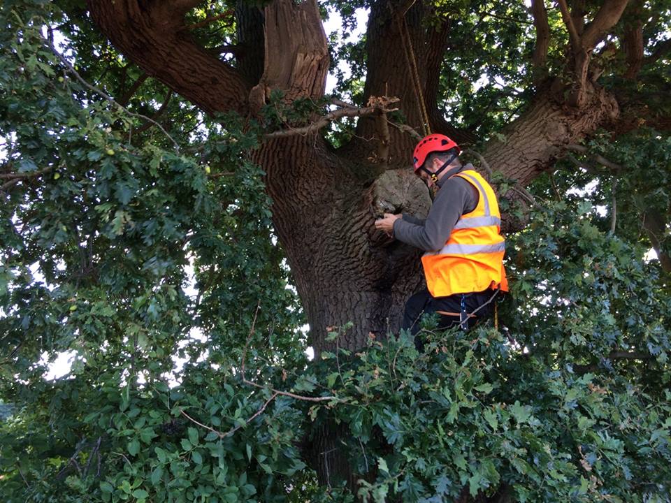 Photo: Using and endoscope to survey the cavity within a rot hole