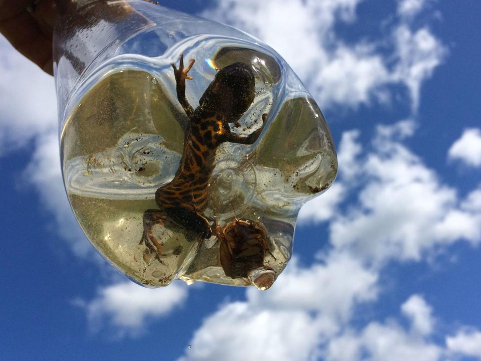Photo : Great Crested Newt (and a Great Diving Beetle Dytiscus marginalis) within a bottle trap, caught in Wales