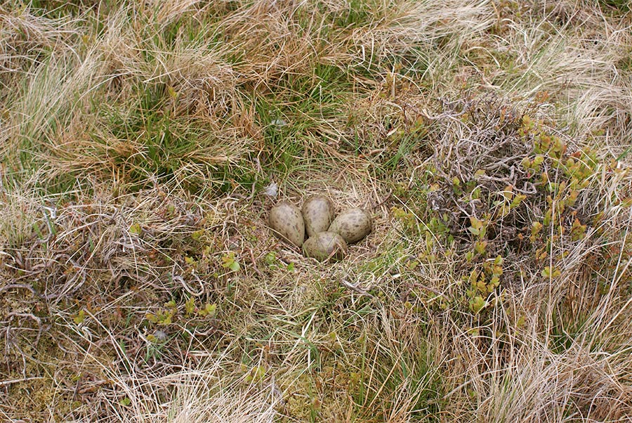 Photo : Curlew nest within Ffridd