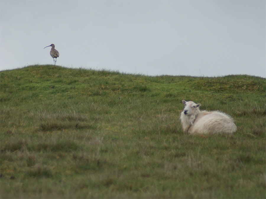 Photo : Curlew standing guard near nest location