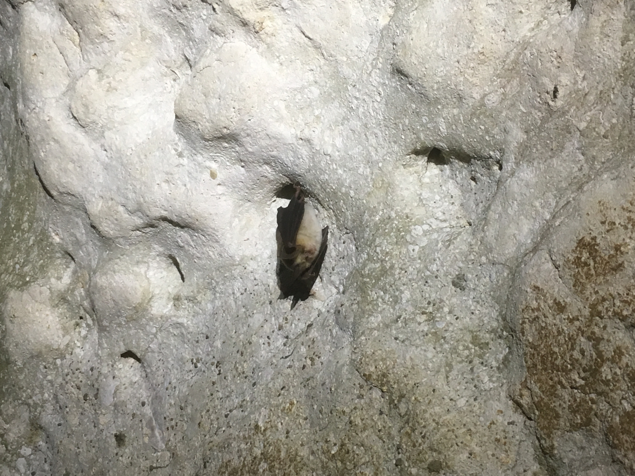 Mehely's Horseshoe Bat