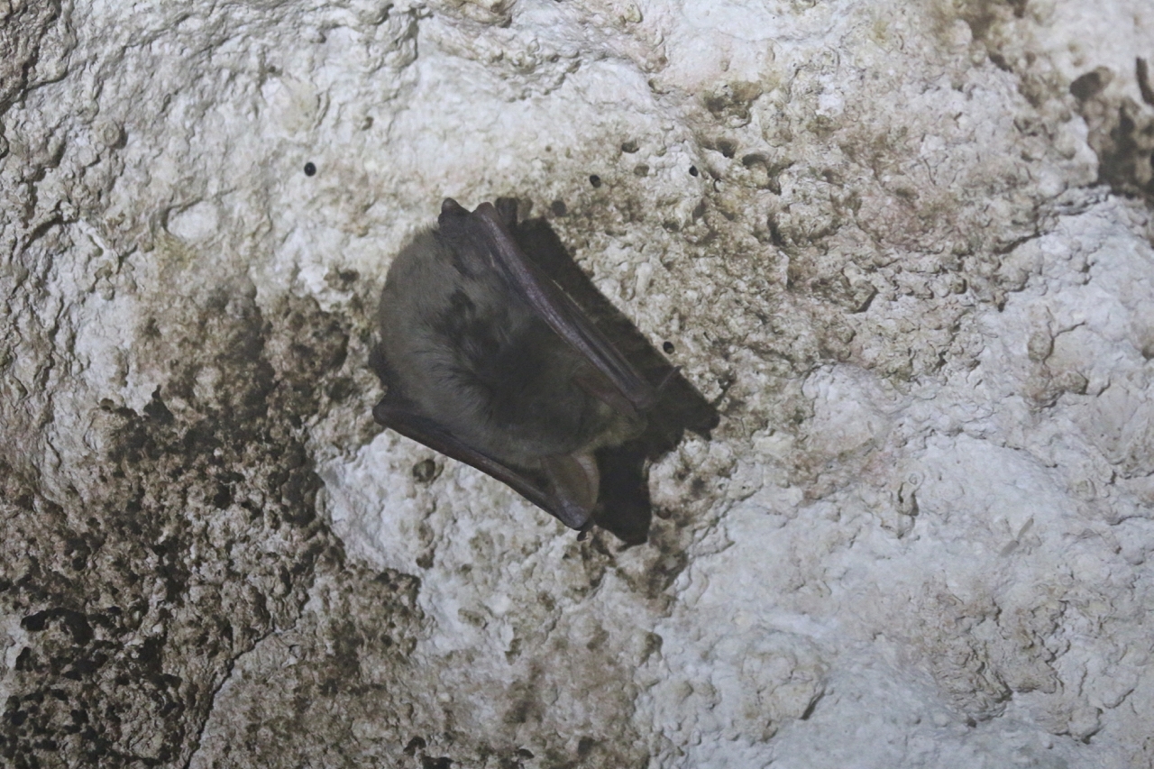 Maghreb Mouse-eared Bat